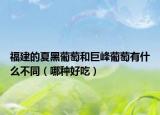 福建的夏黑葡萄和巨峰葡萄有什么不同（哪種好吃）
