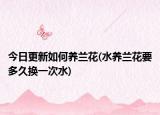 今日更新如何養(yǎng)蘭花(水養(yǎng)蘭花要多久換一次水)