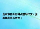 含羞草的外形特點描寫作文（含羞草的外形特點）