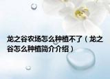 龍之谷農(nóng)場(chǎng)怎么種植不了（龍之谷怎么種植簡(jiǎn)介介紹）