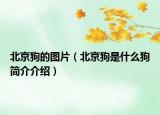 北京狗的圖片（北京狗是什么狗簡介介紹）
