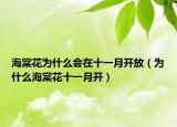 海棠花為什么會在十一月開放（為什么海棠花十一月開）