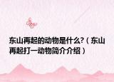東山再起的動物是什么?（東山再起打一動物簡介介紹）