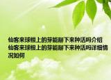 仙客來球根上的芽能掰下來種活嗎介紹 仙客來球根上的芽能掰下來種活嗎詳細(xì)情況如何