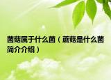 菌菇屬于什么菌（蘑菇是什么菌簡(jiǎn)介介紹）