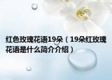 紅色玫瑰花語19朵（19朵紅玫瑰花語是什么簡介介紹）