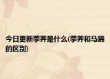 今日更新荸薺是什么(荸薺和馬蹄的區(qū)別)
