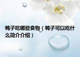 鴨子吃哪些食物（鴨子可以吃什么簡介介紹）