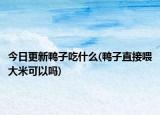 今日更新鴨子吃什么(鴨子直接喂大米可以嗎)