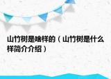 山竹樹是啥樣的（山竹樹是什么樣簡介介紹）