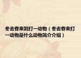 冬去春來到打一動物（冬去春來打一動物是什么動物簡介介紹）