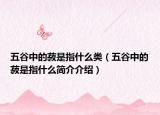 五谷中的菽是指什么類(lèi)（五谷中的菽是指什么簡(jiǎn)介介紹）
