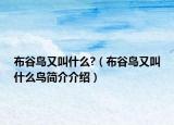布谷鳥又叫什么?（布谷鳥又叫什么鳥簡介介紹）