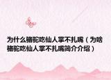 為什么駱駝吃仙人掌不扎嘴（為啥駱駝吃仙人掌不扎嘴簡介介紹）