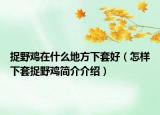 捉野雞在什么地方下套好（怎樣下套捉野雞簡介介紹）
