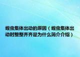 蝗蟲集體出動的原因（蝗蟲集體出動時整整齊齊是為什么簡介介紹）