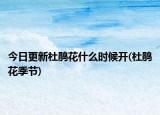 今日更新杜鵑花什么時候開(杜鵑花季節(jié))