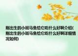 剛出生的小斑馬魚給它吃什么好啊介紹(剛出生的小斑馬魚給它吃什么好啊詳細(xì)情況如何)