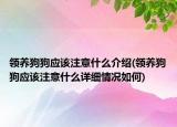 領(lǐng)養(yǎng)狗狗應(yīng)該注意什么介紹(領(lǐng)養(yǎng)狗狗應(yīng)該注意什么詳細(xì)情況如何)