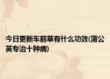 今日更新車(chē)前草有什么功效(蒲公英專(zhuān)治十種病)