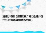 滄州小棗什么時(shí)候熟介紹(滄州小棗什么時(shí)候熟詳細(xì)情況如何)