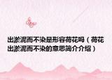 出淤泥而不染是形容荷花嗎（荷花出淤泥而不染的意思簡介介紹）