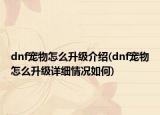 dnf寵物怎么升級介紹(dnf寵物怎么升級詳細情況如何)