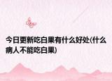 今日更新吃白果有什么好處(什么病人不能吃白果)