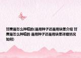 甘蔗是怎么種植的(是用種子還是用塊莖介紹 甘蔗是怎么種植的 是用種子還是用塊莖詳細情況如何)