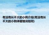 有沒有長不大的小狗介紹(有沒有長不大的小狗詳細(xì)情況如何)