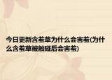 今日更新含羞草為什么會(huì)害羞(為什么含羞草被觸碰后會(huì)害羞)