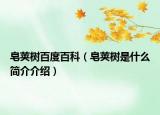 皂莢樹百度百科（皂莢樹是什么簡介介紹）