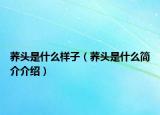 蕎頭是什么樣子（蕎頭是什么簡介介紹）