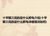十字眼三尾的是什么鱷龜介紹(十字眼三尾的是什么鱷龜詳細(xì)情況如何)