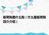 板凳狗是什么狗（什么是板凳狗簡介介紹）