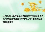 小顎龜是水龜還是半水龜每天用不用曬太陽介紹(小顎龜是水龜還是半水龜每天用不用曬太陽詳細(xì)情況如何)