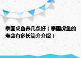 泰國虎魚養(yǎng)幾條好（泰國虎魚的壽命有多長簡介介紹）