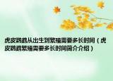 虎皮鸚鵡從出生到繁殖需要多長時(shí)間（虎皮鸚鵡繁殖需要多長時(shí)間簡介介紹）
