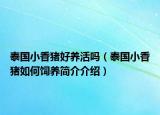 泰國小香豬好養(yǎng)活嗎（泰國小香豬如何飼養(yǎng)簡介介紹）