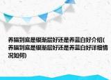 養(yǎng)貓到底是銀漸層好還是養(yǎng)藍(lán)白好介紹(養(yǎng)貓到底是銀漸層好還是養(yǎng)藍(lán)白好詳細(xì)情況如何)