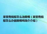家里有螞蟻怎么治除根（家里有螞蟻怎么辦能除根嗎簡介介紹）