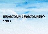 斑紋龜怎么養(yǎng)（豹龜怎么養(yǎng)簡介介紹）