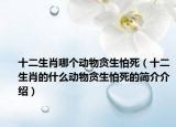 十二生肖哪個動物貪生怕死（十二生肖的什么動物貪生怕死的簡介介紹）