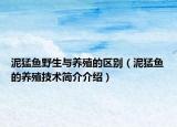 泥猛魚野生與養(yǎng)殖的區(qū)別（泥猛魚的養(yǎng)殖技術(shù)簡介介紹）