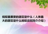 螞蟻?zhàn)钪匾钠鞴偈鞘裁矗ㄈ梭w最大的器官是什么螞蟻莊園簡(jiǎn)介介紹）