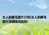 女人的腋毛圖片介紹(女人的腋毛圖片詳細情況如何)