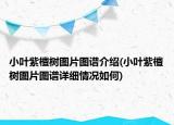 小葉紫檀樹圖片圖譜介紹(小葉紫檀樹圖片圖譜詳細情況如何)
