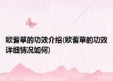 歐蓍草的功效介紹(歐蓍草的功效詳細(xì)情況如何)