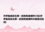 世界智商排名第一的狗狗是哪種介紹(世界智商排名第一的狗狗是哪種詳細(xì)情況如何)