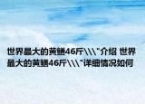 世界最大的黃鱔46斤\